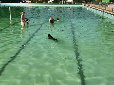 Hunde und Besitzerinnen in einem Schwimmbecken