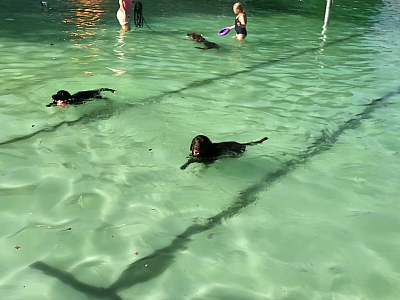 Hunde schwimmen in einem Schwimmbecken