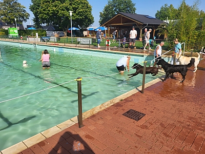 Hunde und Menschen spielen in einem Schwimmbecken