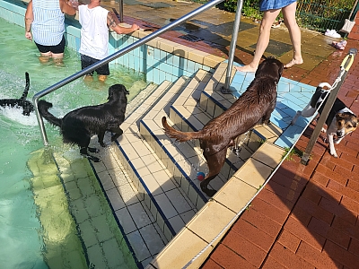 Hunde kommen aus einem Schwimmbecken